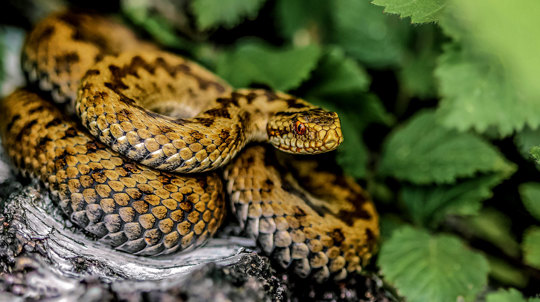 Female adder basking on fallen silver birch