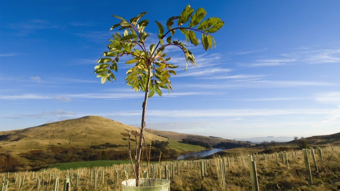 Sapling in a protection tube