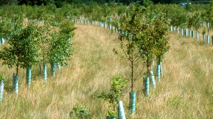 Rows of saplings in a field