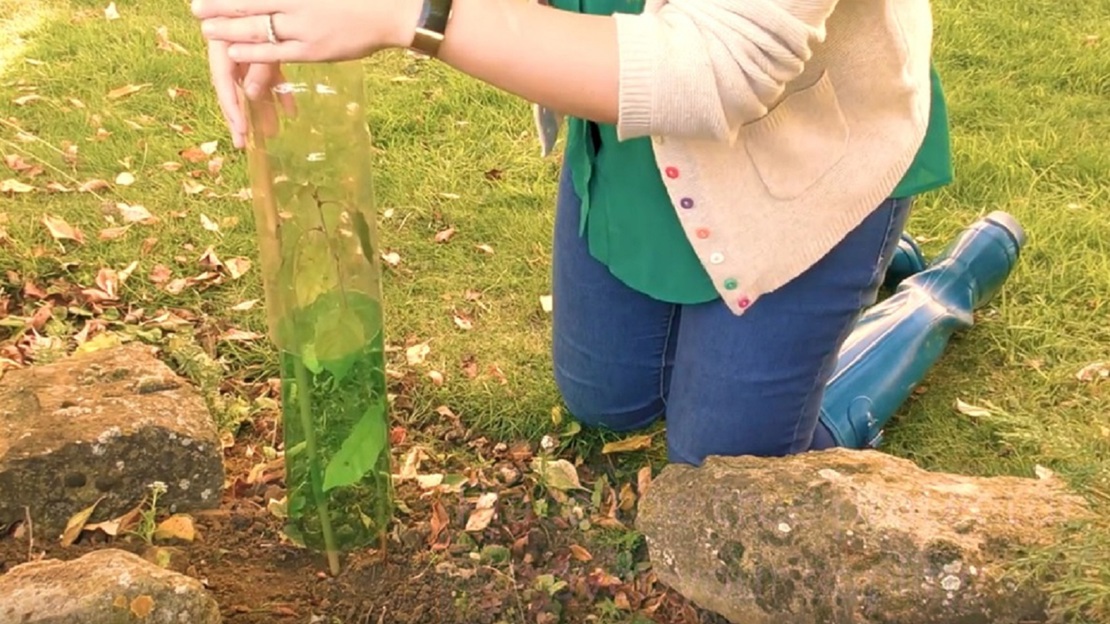 Lady placing DIY tree guard made from plastic bottles around a sapling