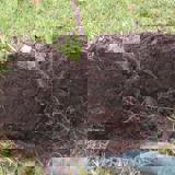 A young tree placed between two pieces of turf before planting. Roots are showing at the bottom