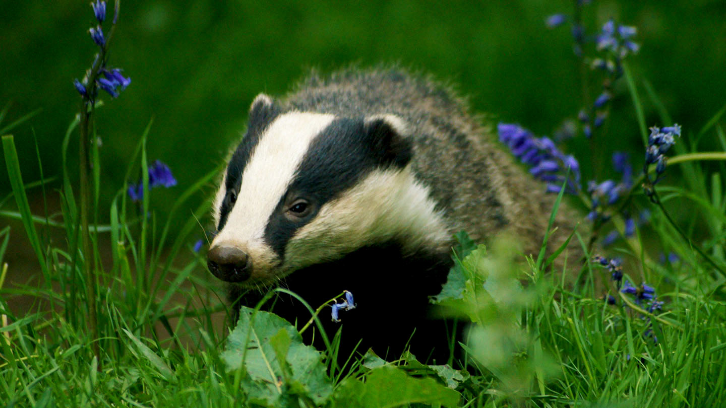 Badger Meles Meles British Mammals Woodland Trust