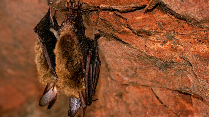 Bechstein's bat hibernating in cave