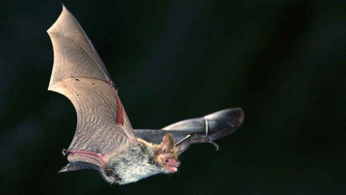 Bechstein's bat in flight