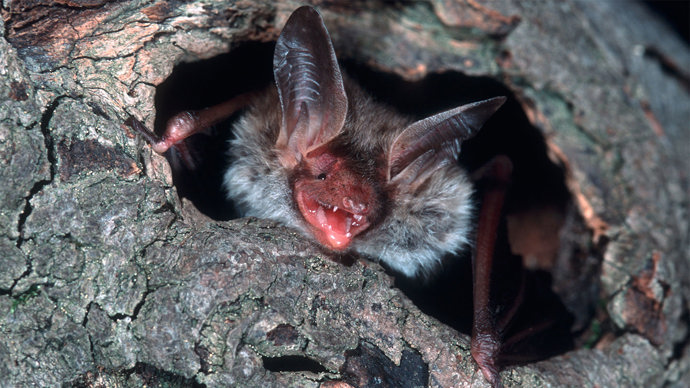 Bechstein's bat emerging from tree hole