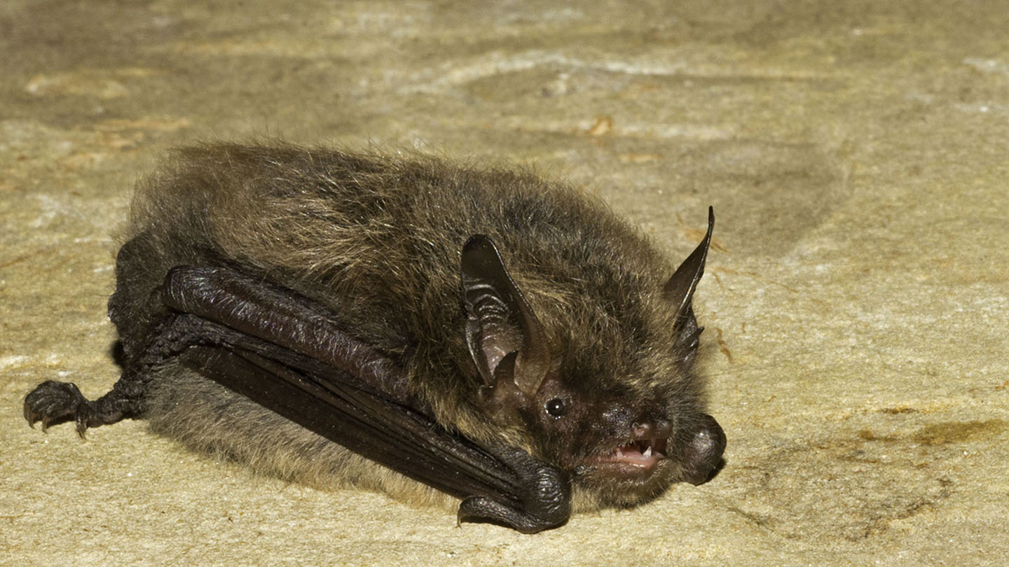 Brandt's Bat (Myotis brandtii) - Woodland Trust