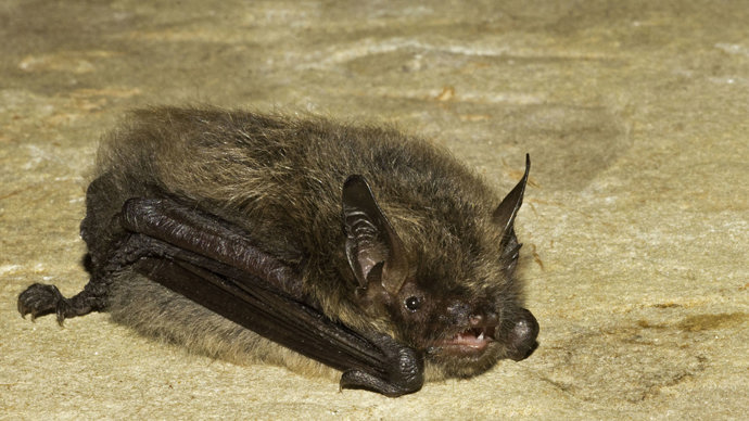 Brandt's bat resting on rock