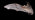 Brandt's bat in flight