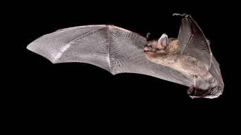 Brandt's bat in flight Brandt's bat in flight