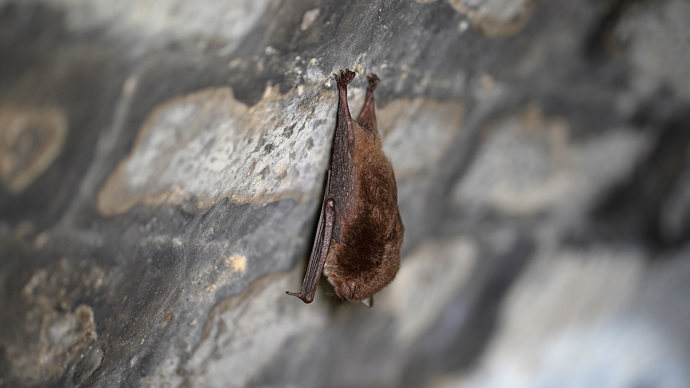Daubenton's bat roosting in tunnel