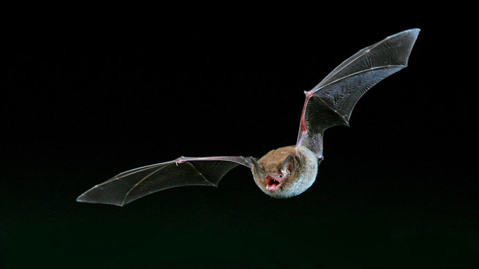 Daubenton's bat in flight