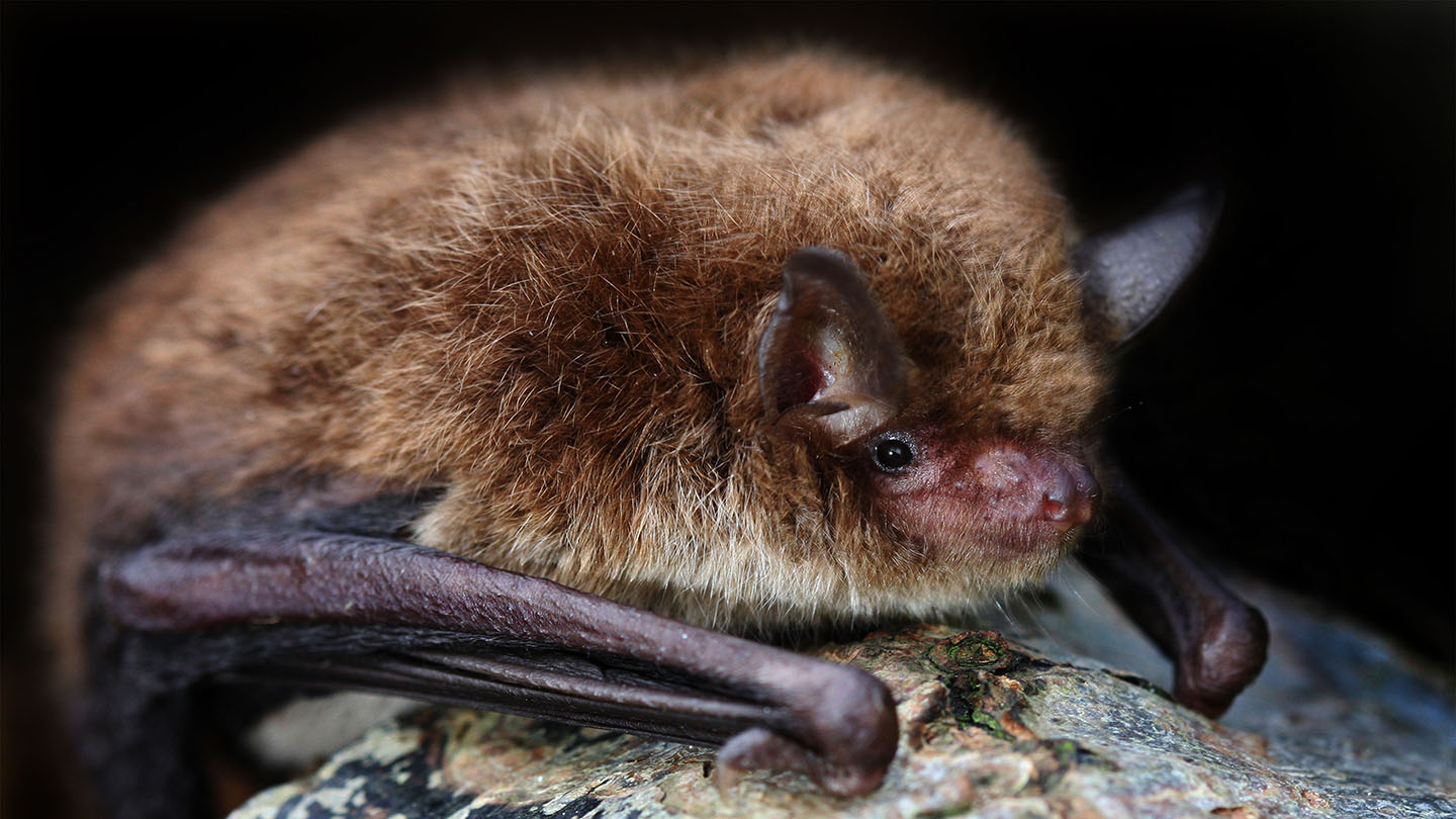 Daubenton’s Bat (Myotis daubentonii) - Woodland Trust