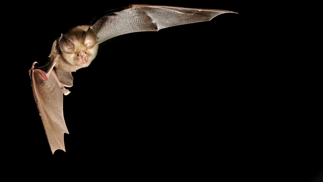 Greater horseshoe bat in flight