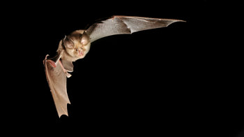 Greater horseshoe bat in flight Greater horseshoe bat in flight