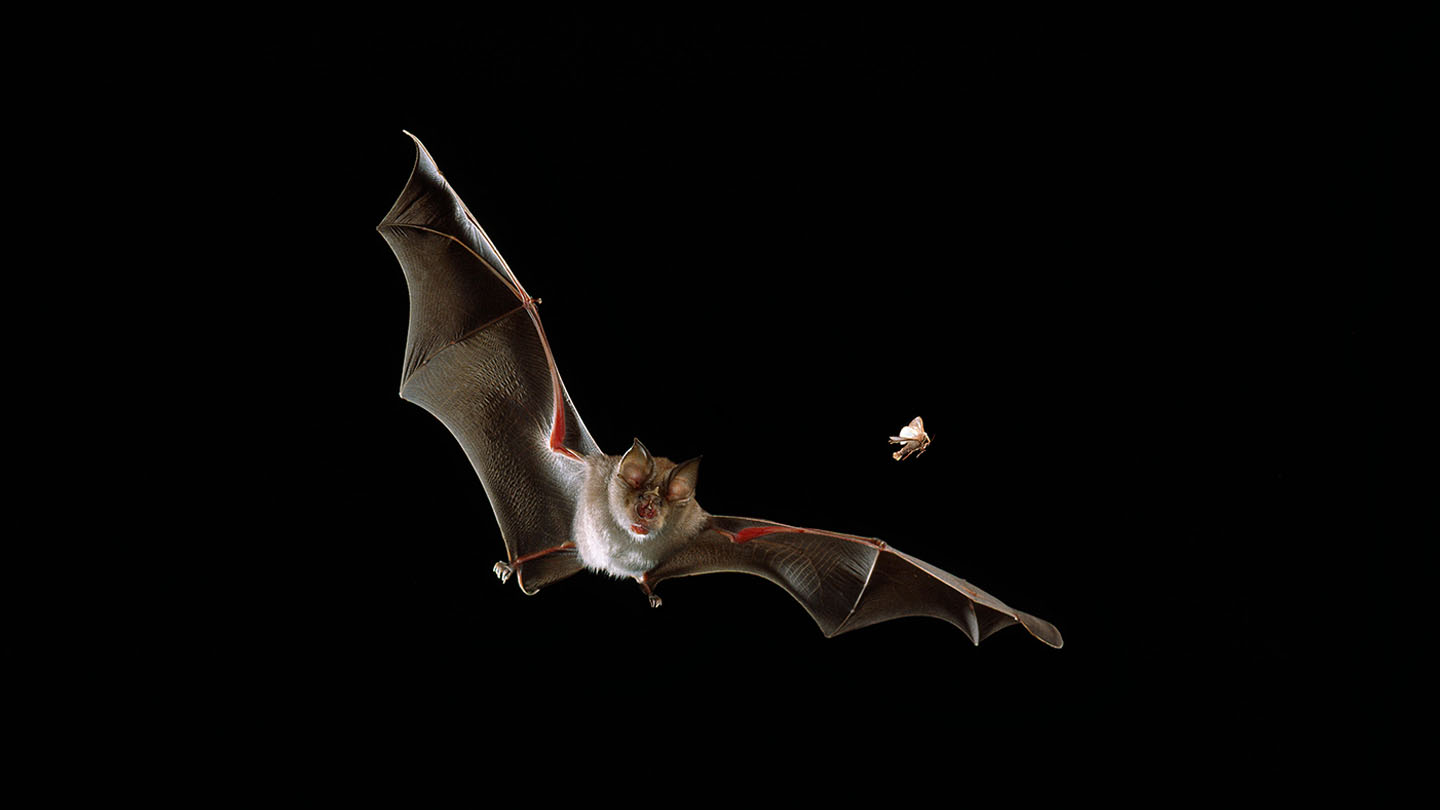 Greater Horseshoe Bat (R. ferrumequinum) Woodland Trust