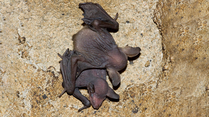 Baby Natterer's bats at their nursery roost