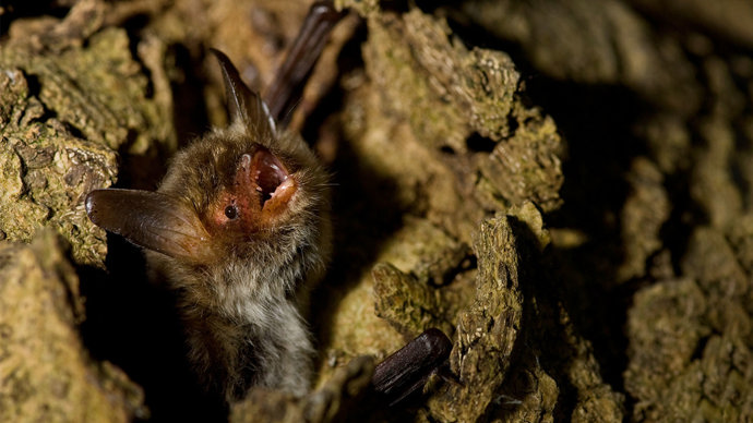 Natterer's bat emerging from a tree hole