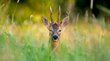 Male roe deer in long grass