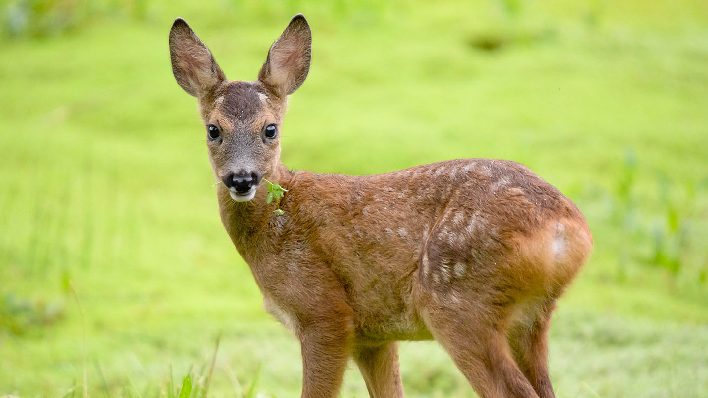 Roe Deer (capreolus Capreolus) - Woodland Trust