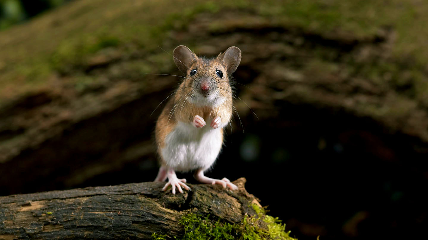 House Mouse Or Field Mouse Types Of Mice Woodland Trust