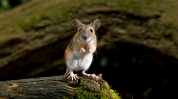 Yellow-necked mouse standing on hind legs