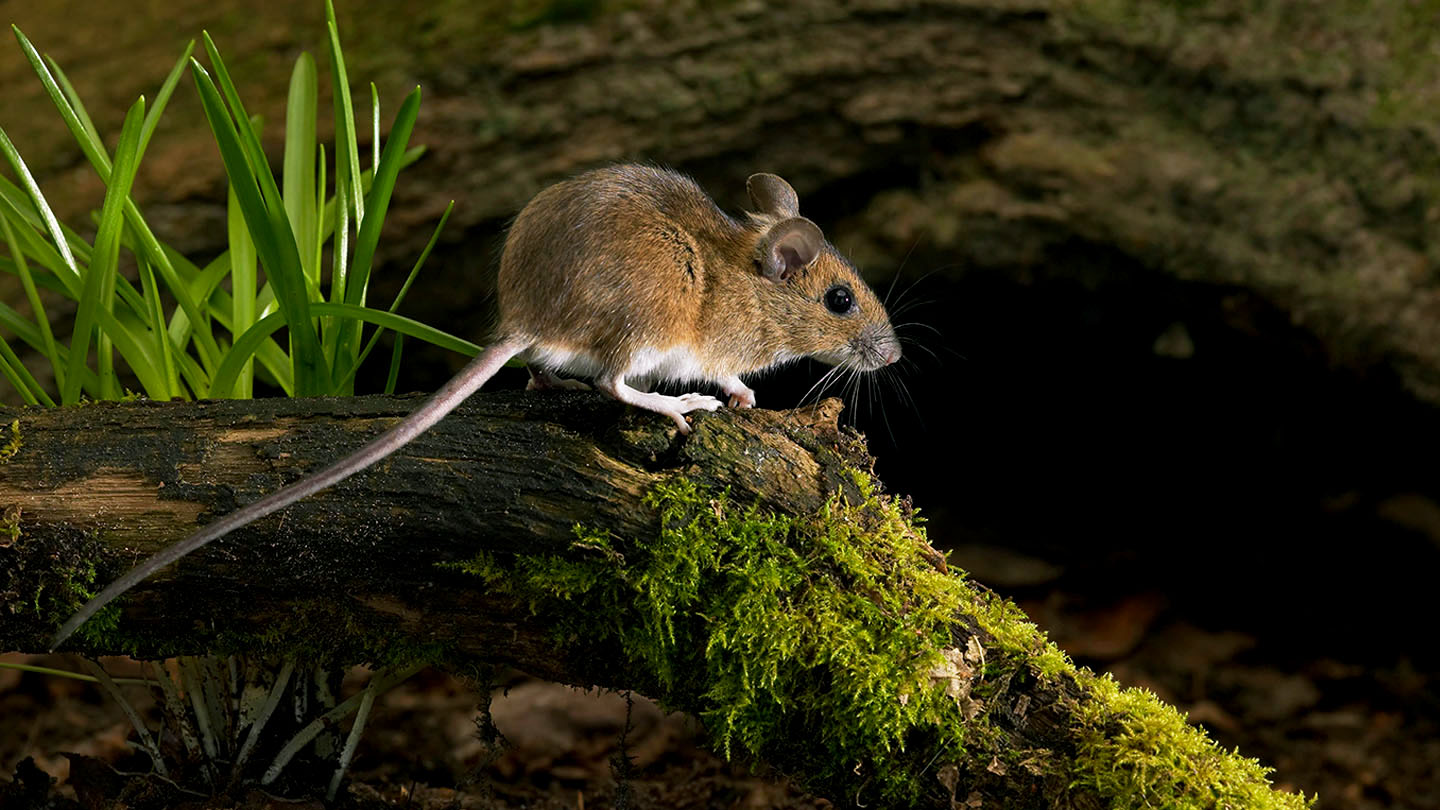 Yellow-necked Mouse (Apodemus flavicollis) - Woodland Trust