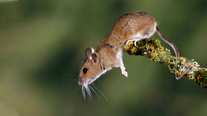 Yellow-necked mouse looking alert jumping down from branch