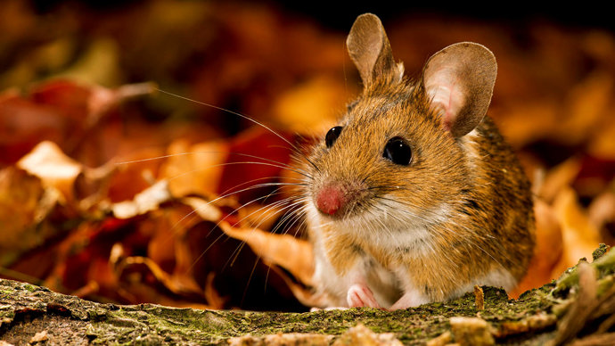 Yellow-necked mouse close-up in autumn leaves