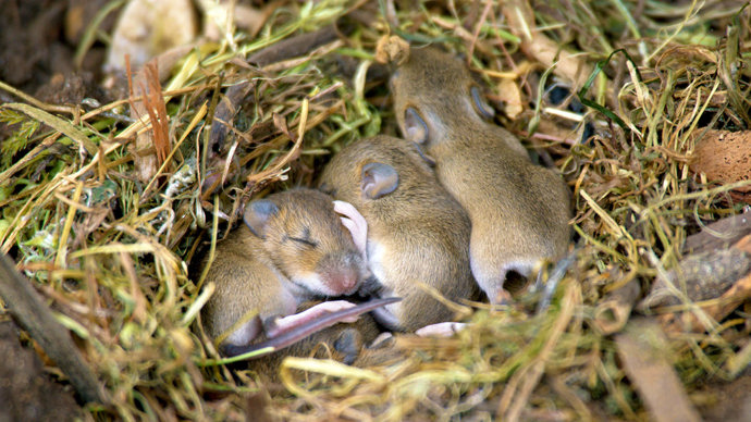 Yellow-necked mouse nest with a litter of young mice