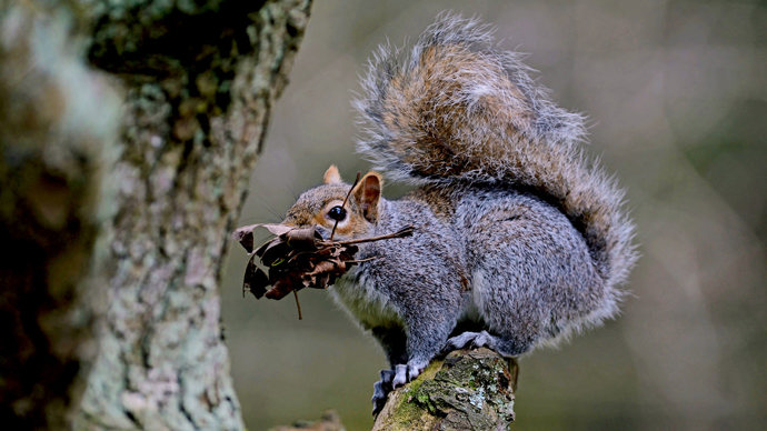 Grey squirrel with nest material