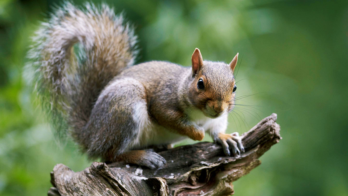 Grey Squirrel (Sciurus carolinensis) - Woodland Trust