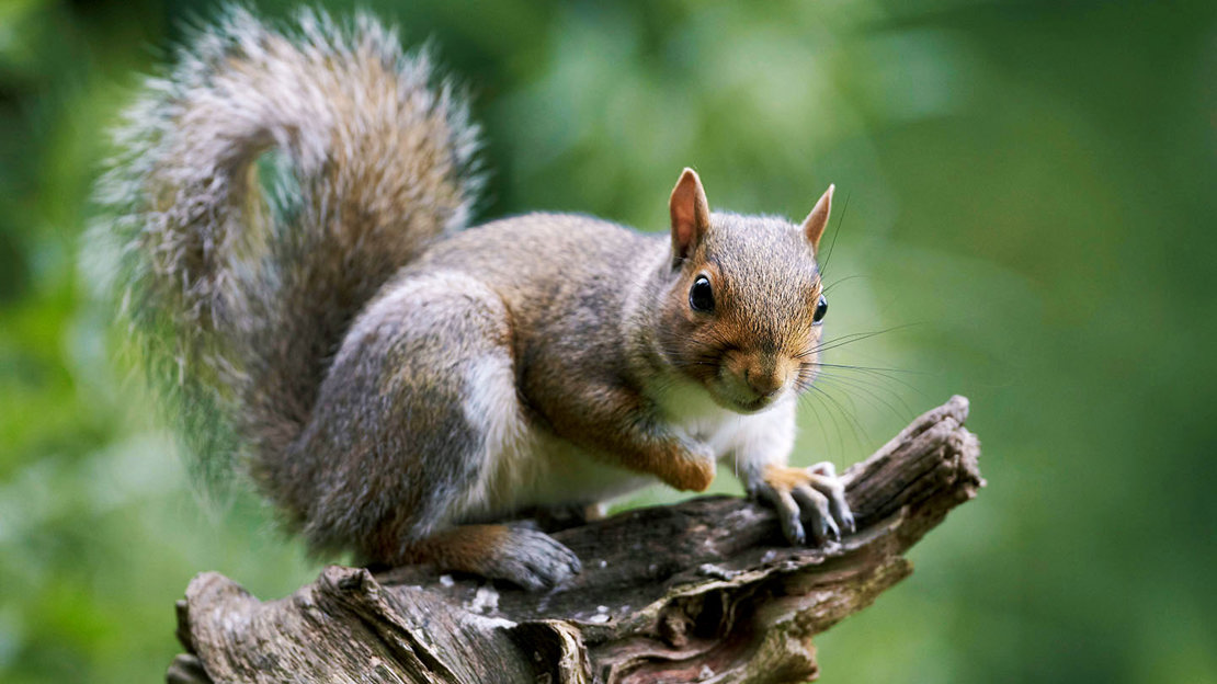 Grey squirrel on branch