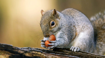 Grey squirrel eating nuts