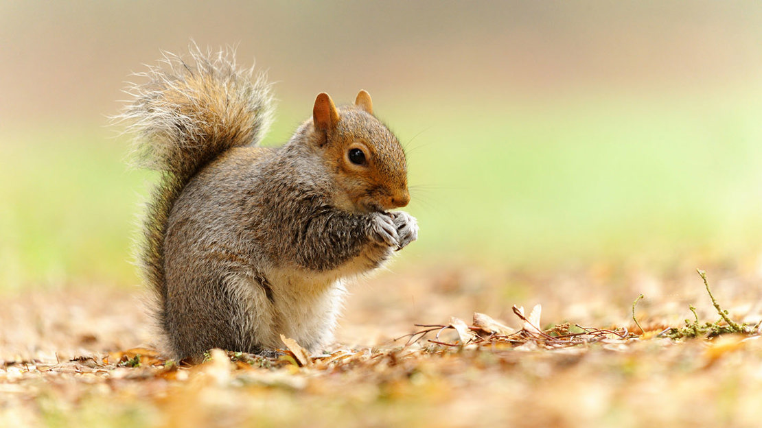 Grey squirrel eating