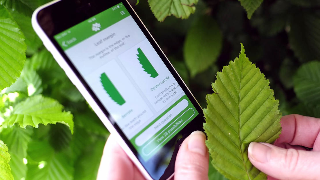 Woodland Trust tree identification app with mobile phone