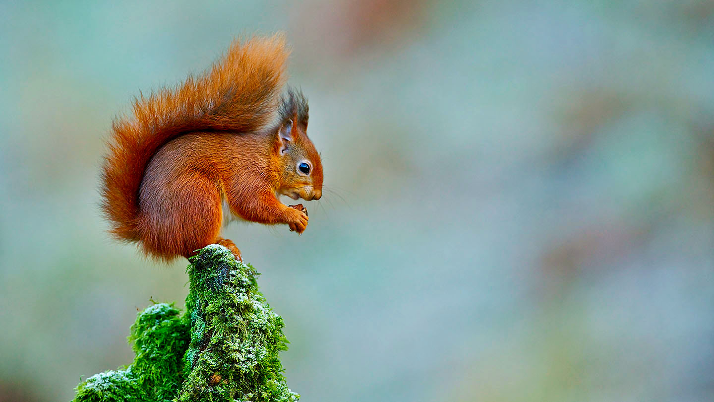 Red Squirrel (Sciurus - Woodland Trust
