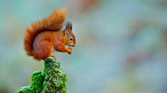 Red squirrel feeding