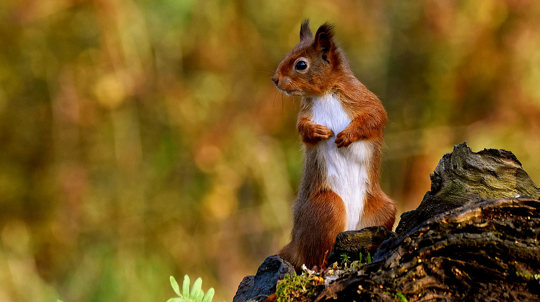 Alert red squirrel on hind legs