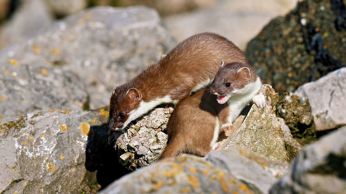 Stoats playing on rocks