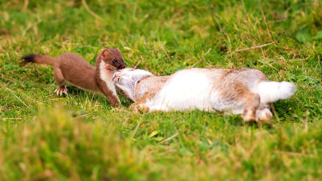 Stoat dragging rabbit prey