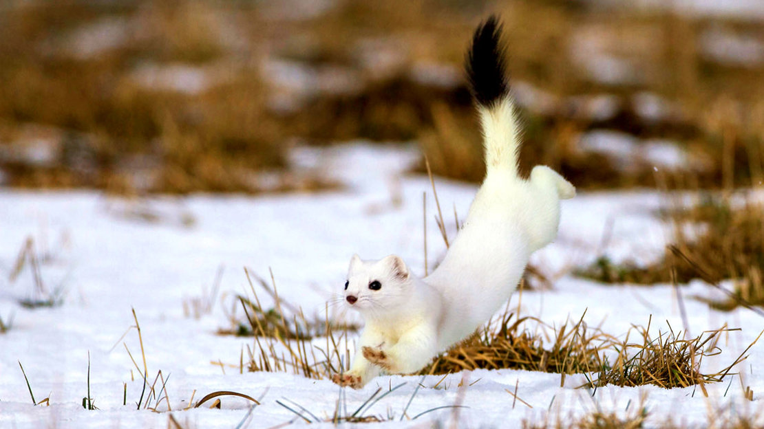 Stoat in ermine