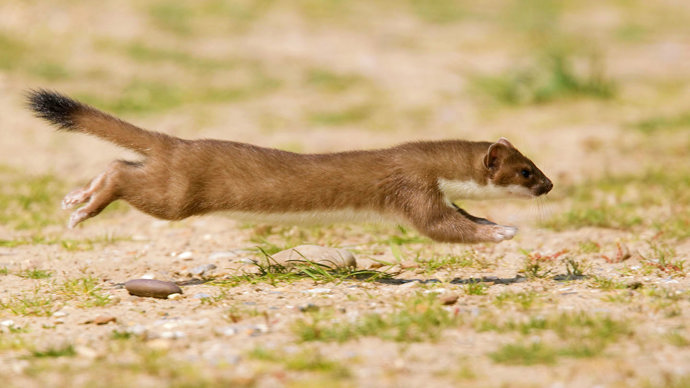 Stoat running