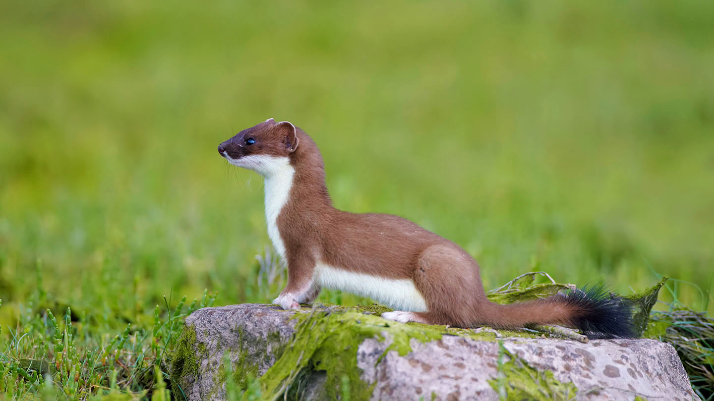 Stoat (Mustela erminea) - British Mammals - Woodland Trust