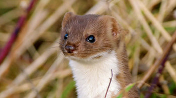 Stoat emerging from long grass
