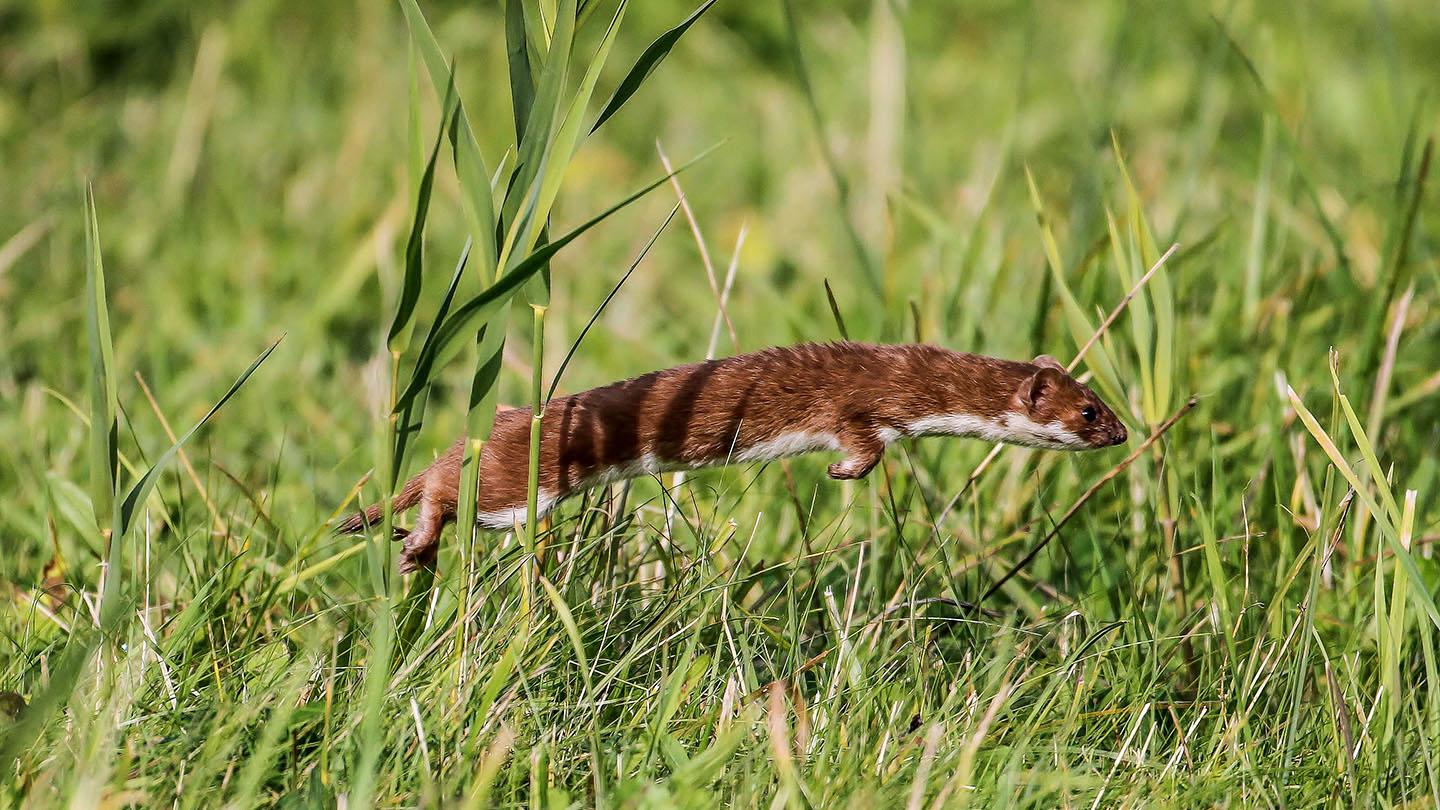 Download Weasel (Mustela nivalis) - British Mammals - Woodland Trust