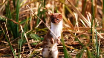 Weasel on hind legs Weasel on hind legs