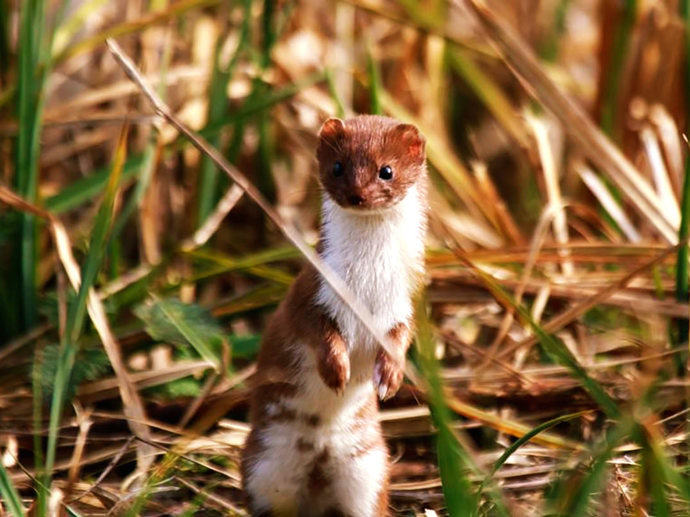 Umbraco.Cms.Infrastructure.PublishedCache.Property