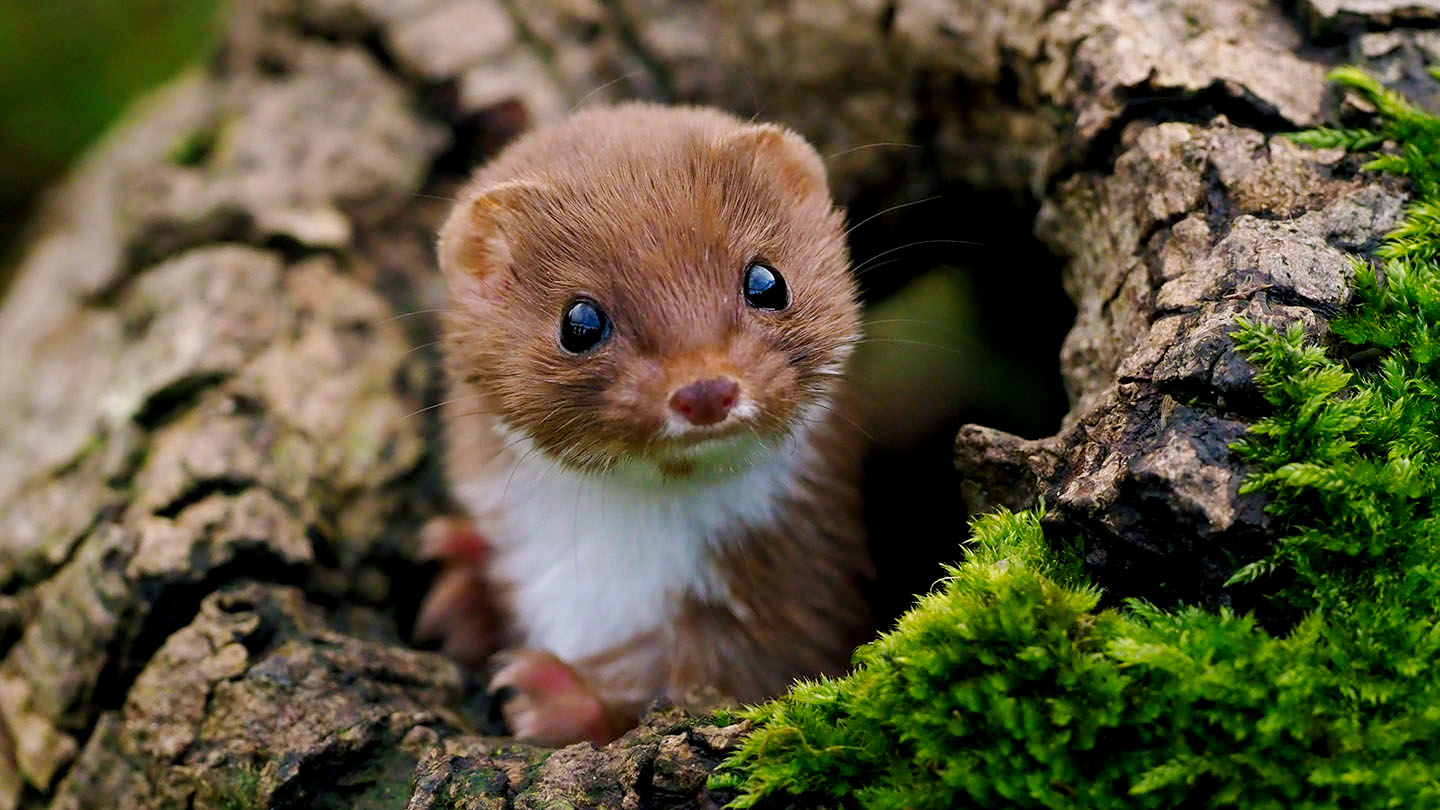 Download Weasel (Mustela nivalis) - British Mammals - Woodland Trust