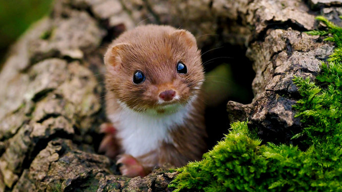 Weasel poking its head out of trunk
