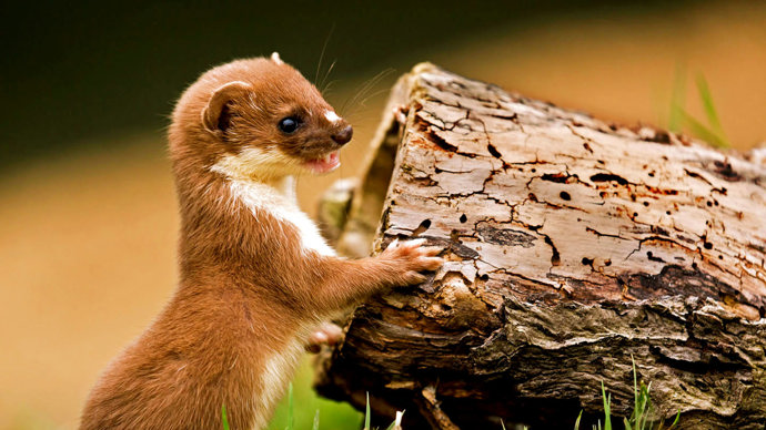 Weasel close up